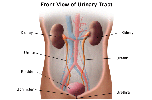 Posterior Urethral Valves - Children's Health Orange County