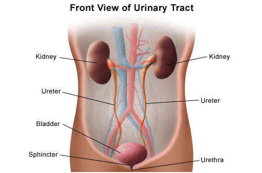 Front view of urinary tract