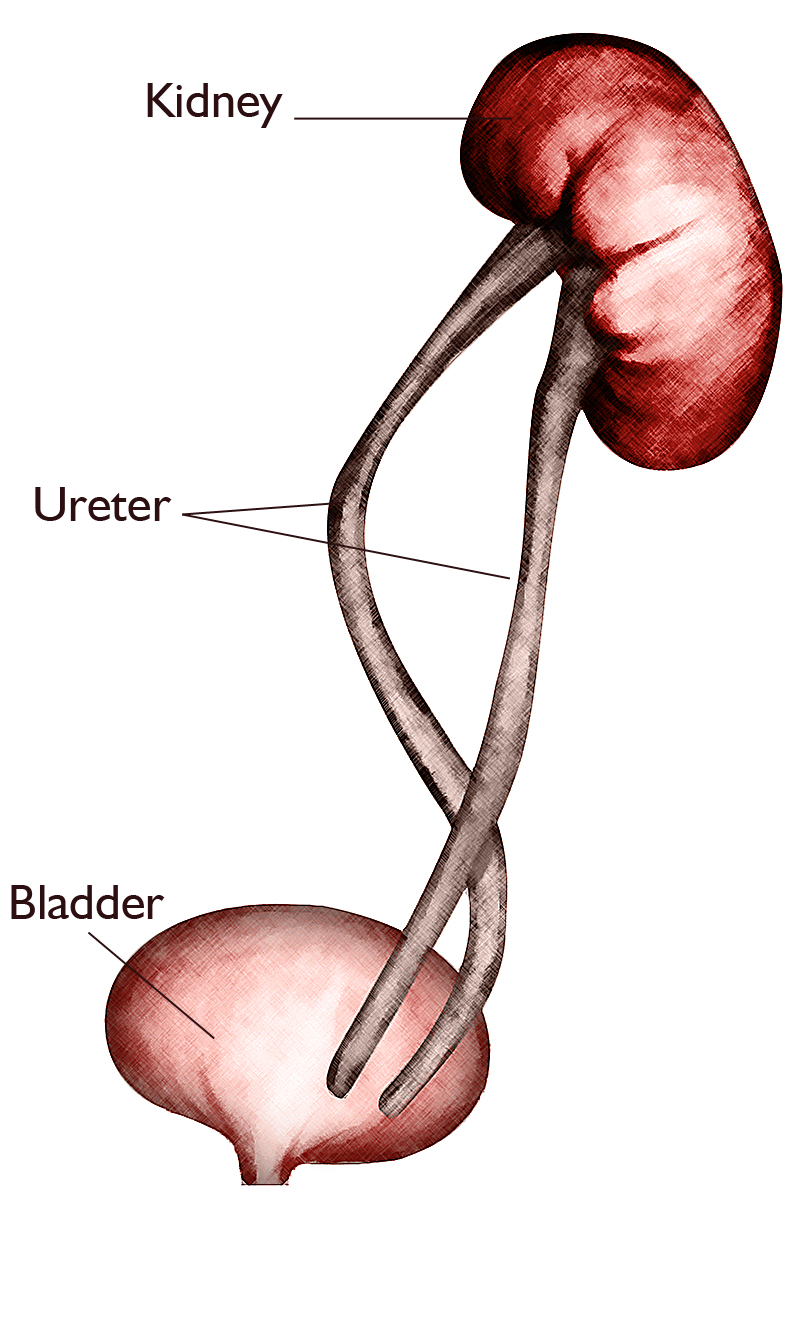 Kidney, ureter and bladder rendering