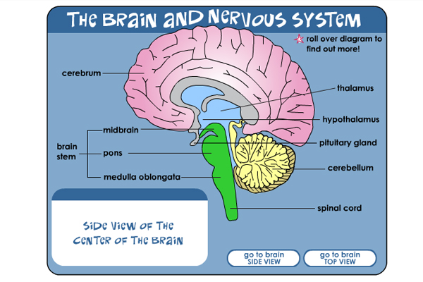 The brain and nervous system chart