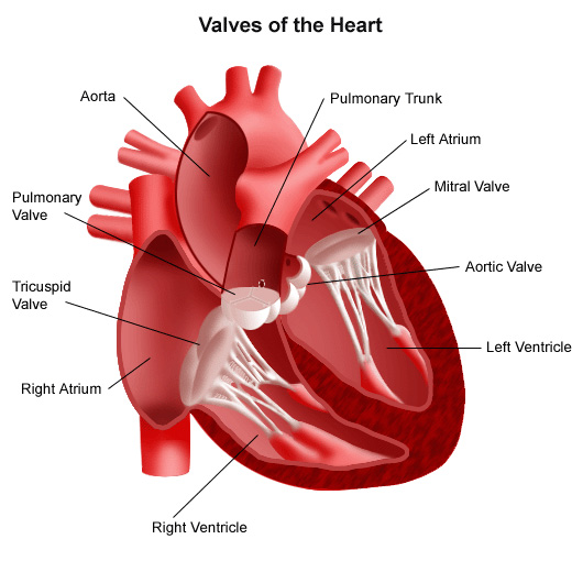 Frequently Asked Questions About Heart Valve Repair Or Replacement