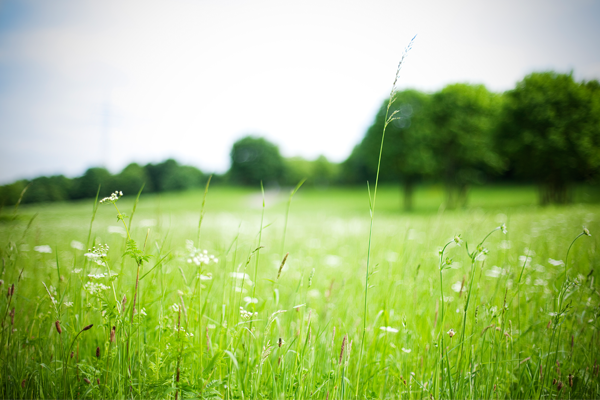 grassy meadow