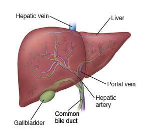 Liver, gallbladder, and common bile duct diagram