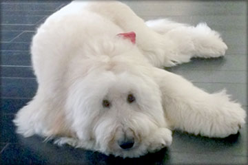 Wally, a labradoodle, participates in CHOC Children’s pet therapy program