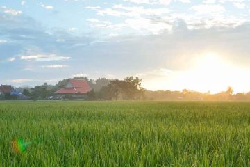 Pastoral scene of field with farmhouse in the background