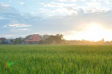 Pastoral scene of field with farmhouse in the background