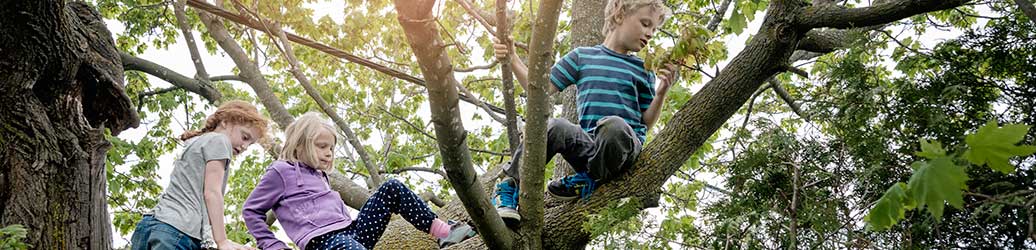 Kids climbing a tree