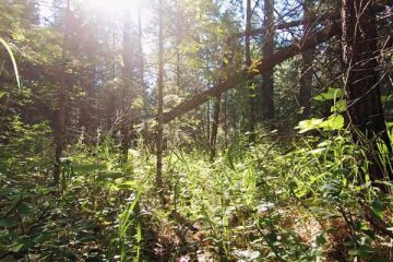 Forest guided imagery