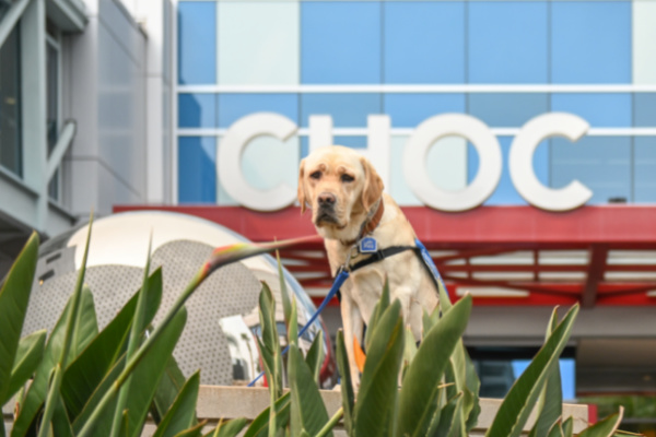 Choc dog on sale