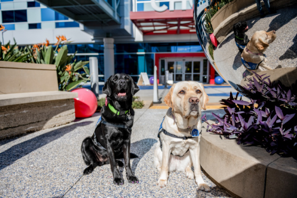 black lab dog and yellow lab dog