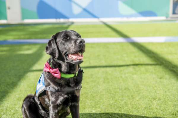 Black lab dog on grass