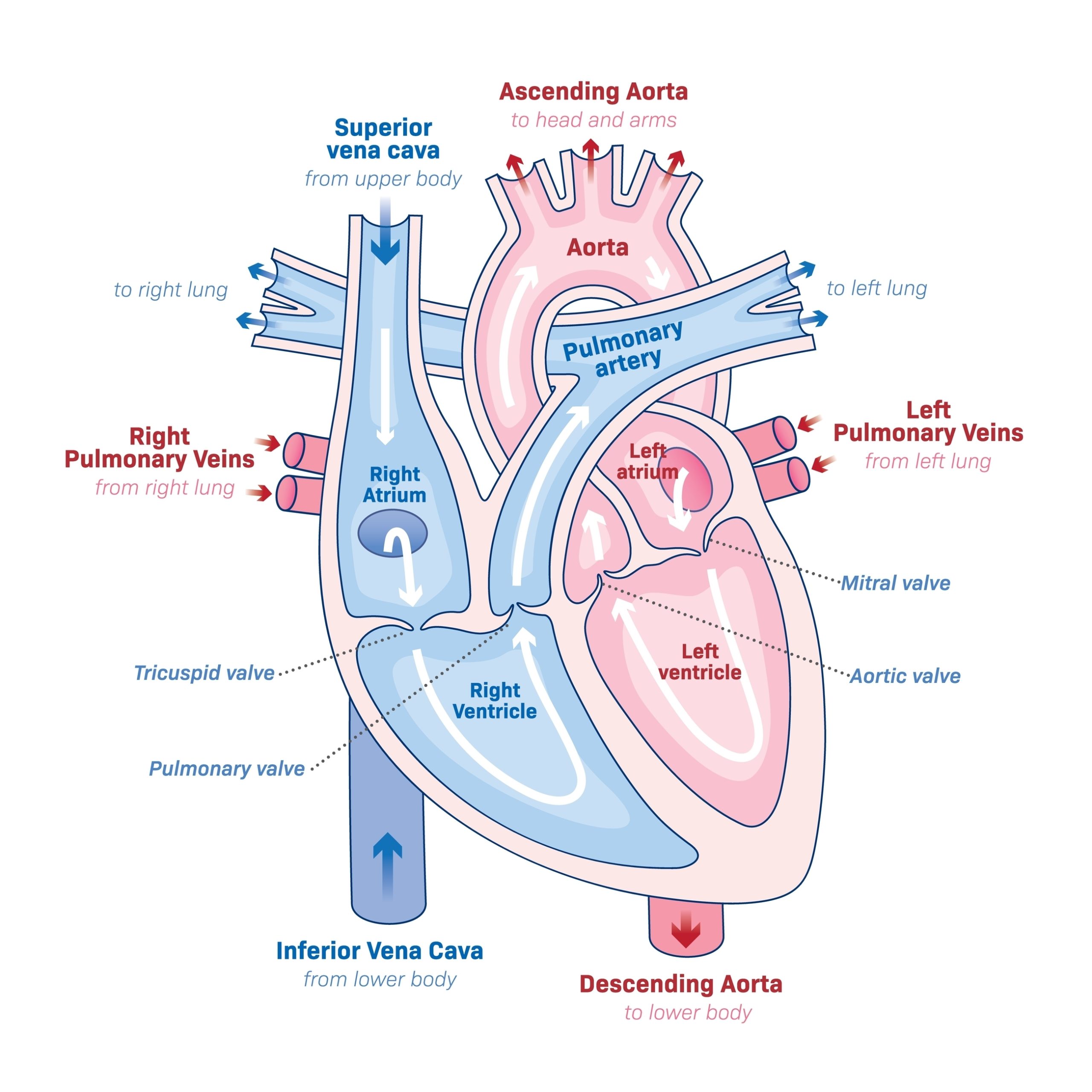 normal heart blood flow - Dayton Children's Hospital