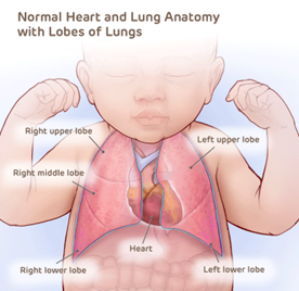 Normal Image of Heart & Lung Anatomy with Lobes of Lungs